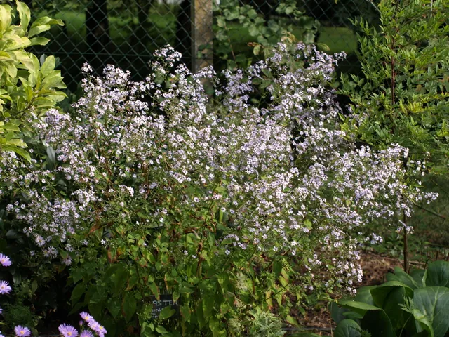 Passion Vivaces Aster cordifolius Idéal plante vivace pot 1L bleu pâle