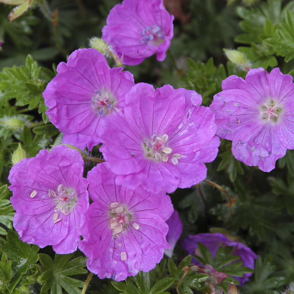 Bakker Géranium Max Frei vivace pot Ø9cm violet couvre-sol