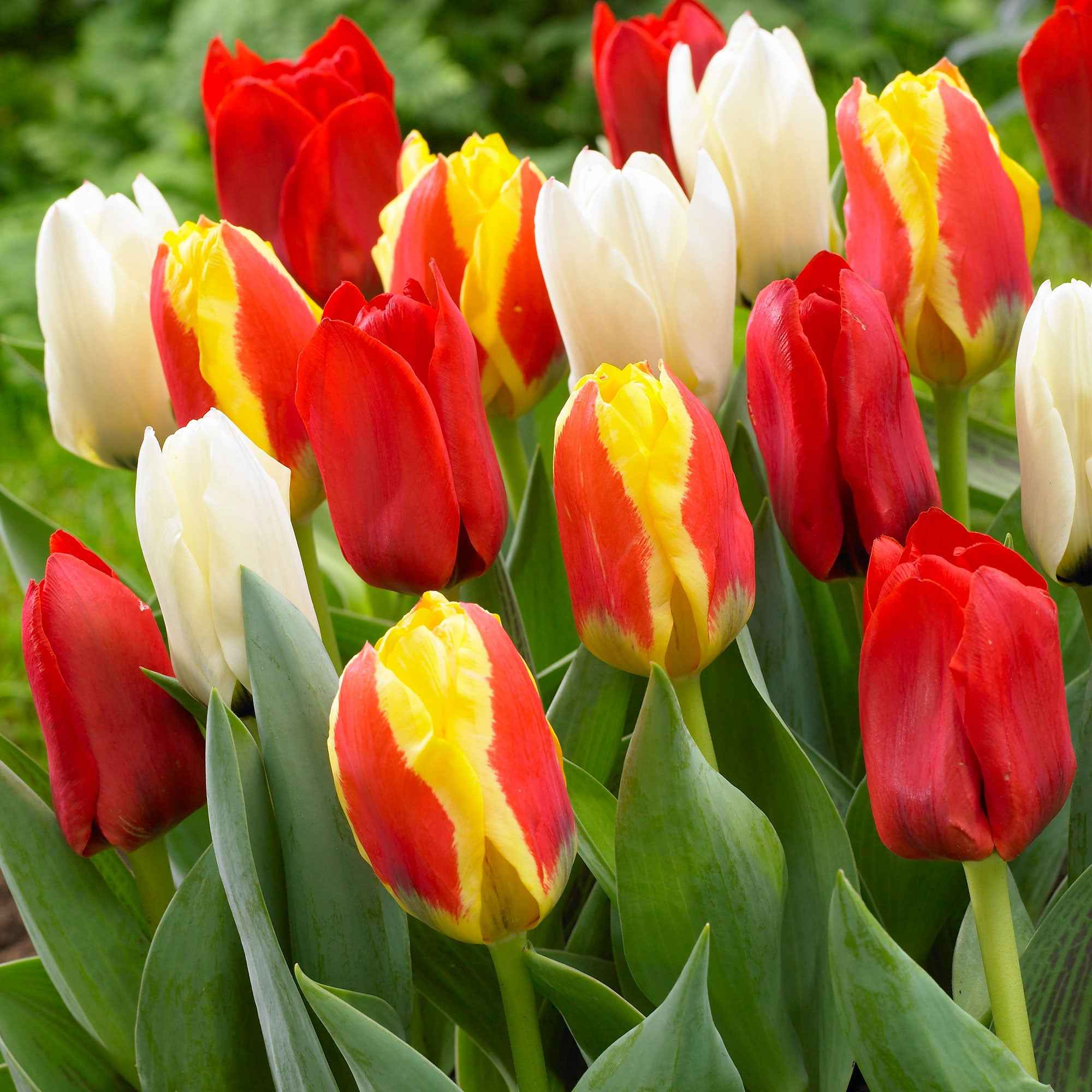 Bakker 60 Days of Tulips bulbes fleurs sachet 30 mélange couleurs