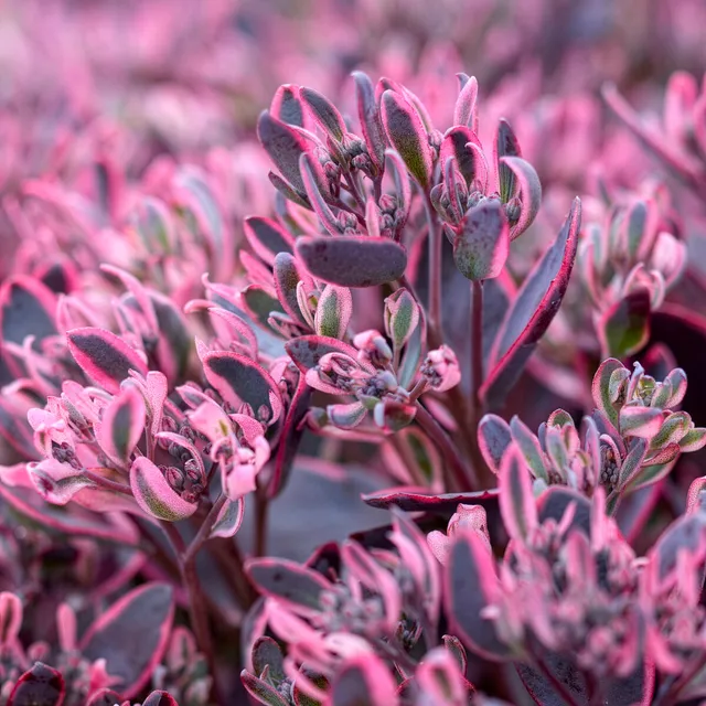 Bakker Sedum Sunsparkler Dream Dazzler vivace pot 8cm violet