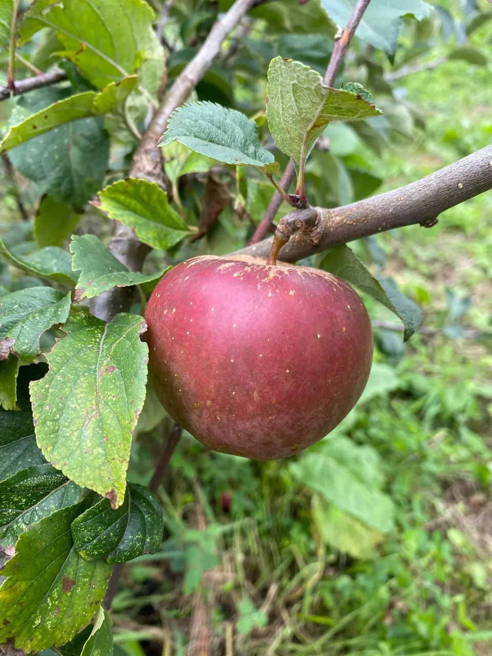 Michel Adam Blackstayman pommier pomme à couteau
