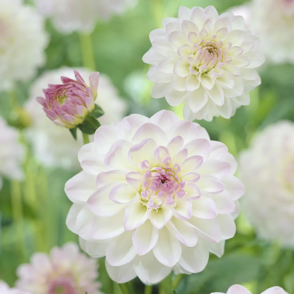 Bakker Dahlia Ball Evelyne bulbe 1 bulbe rose pour couper
