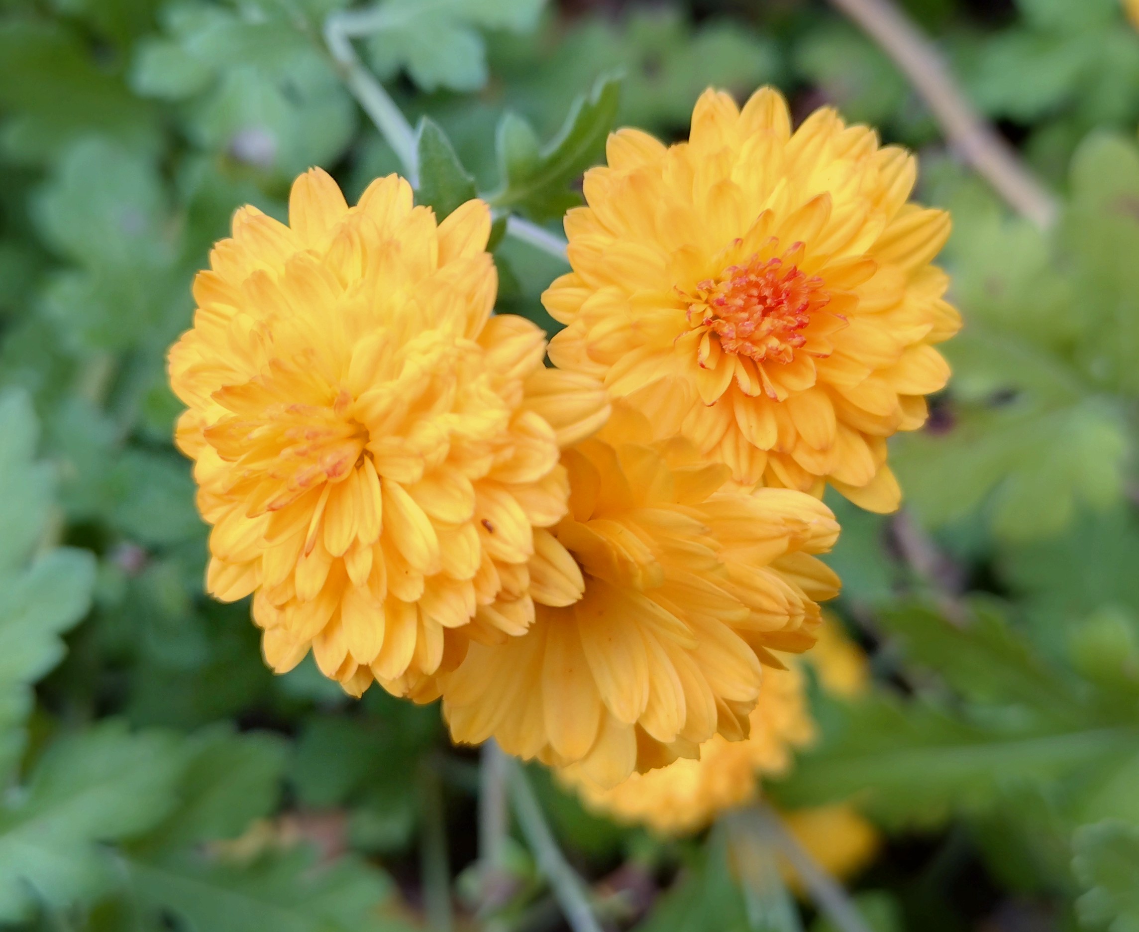 Passion Vivaces Chrysanthemum Bienchen vivace godet orange