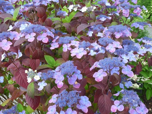 Les Hortensias du Haut Bois serrata Shojo hortensia rouge godet