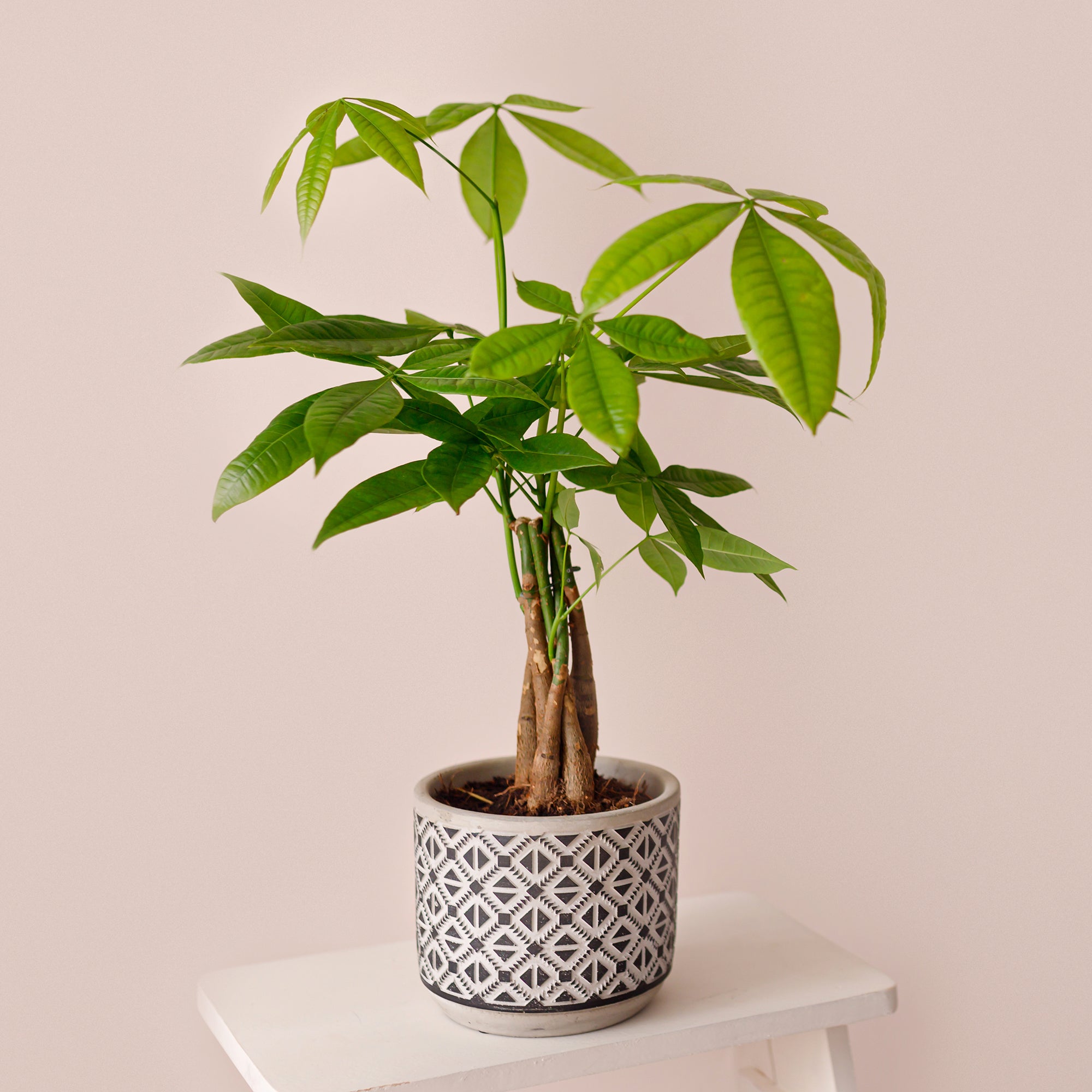 Bakker Intérieur Pachira aquatica plante pot Ø12cm tressé facile