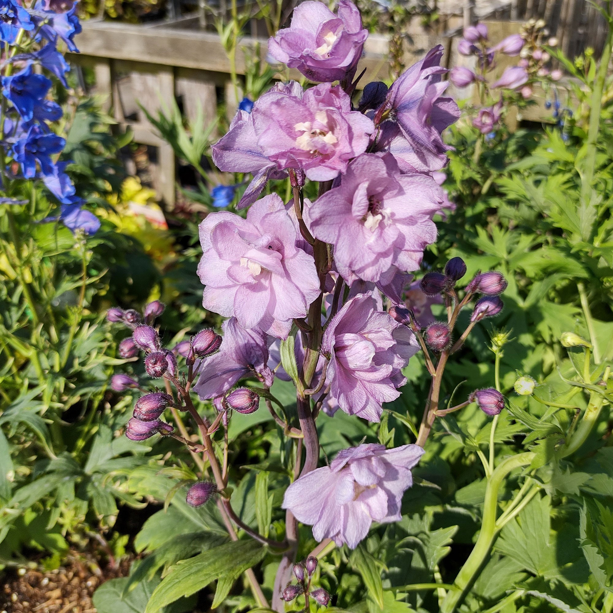 Bakker Plantes vivaces Delphinium Astolat vivace pot 9cm rose