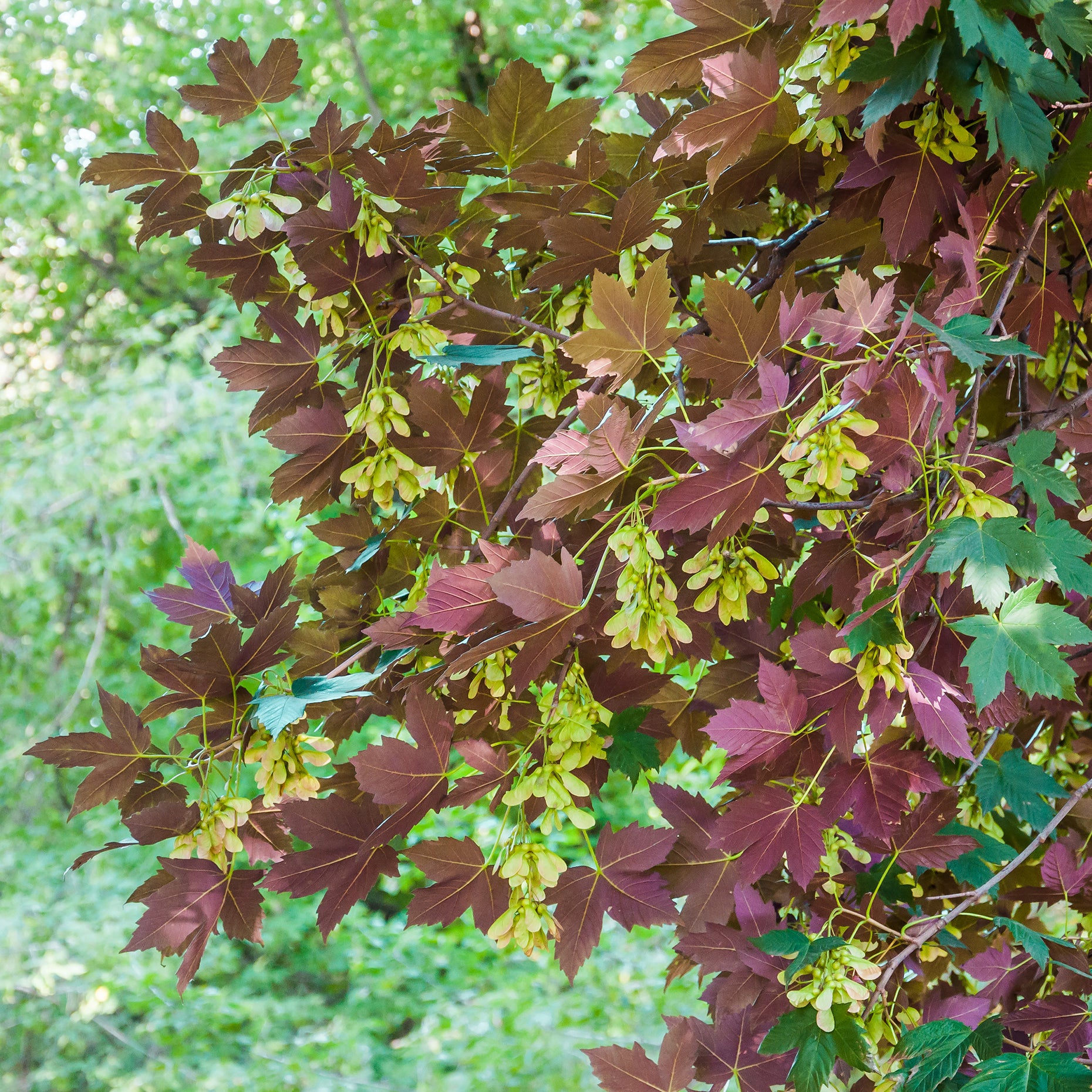 Bakker Érable sycomore Atropurpureum arbre pot 2L 100-150cm