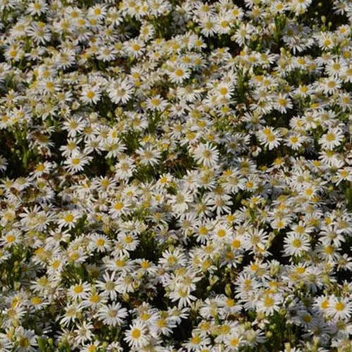 Bakker Starshine astère nain blanc pot 9cm automne