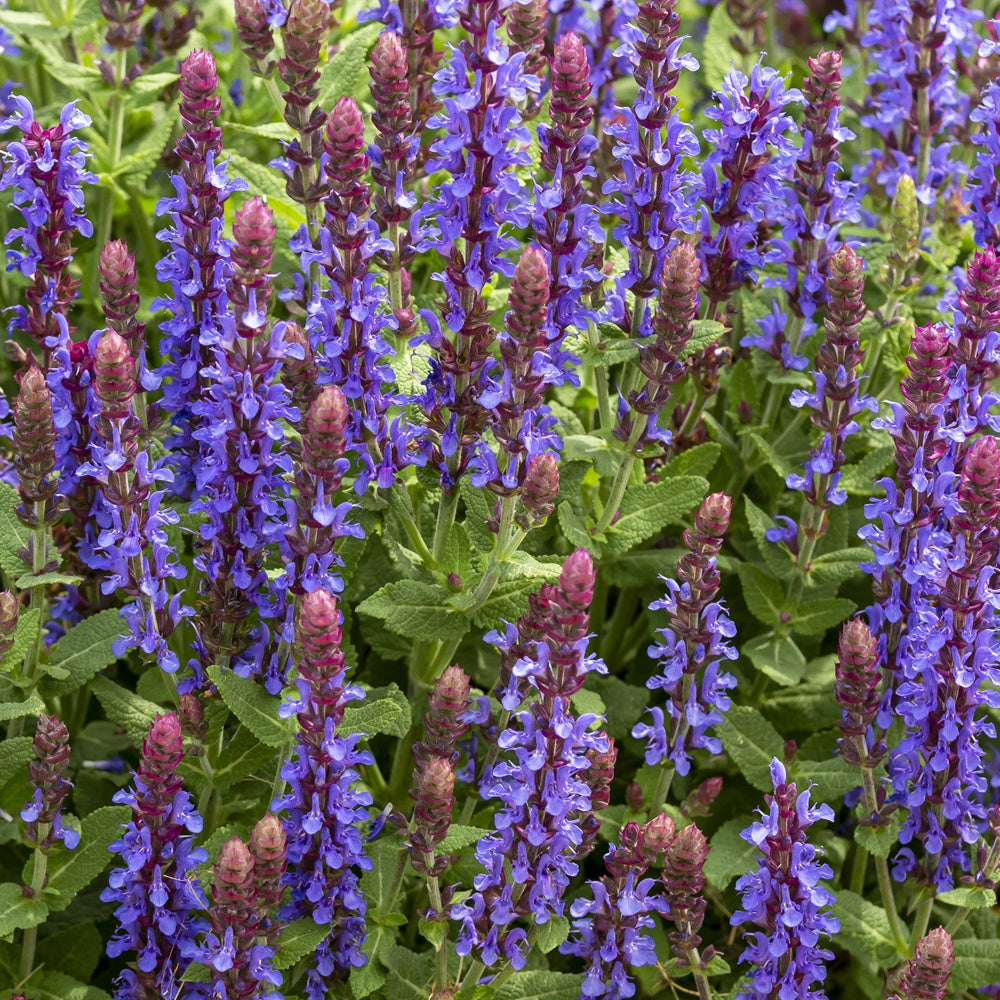 Bakker Sensation Deep Blue sauge des bois pot Ø11cm violet