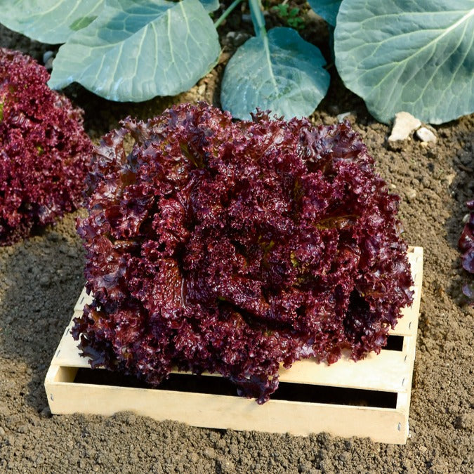 Bakker Potager Lollo Rossa laitue sachet 1g 750 graines à couper