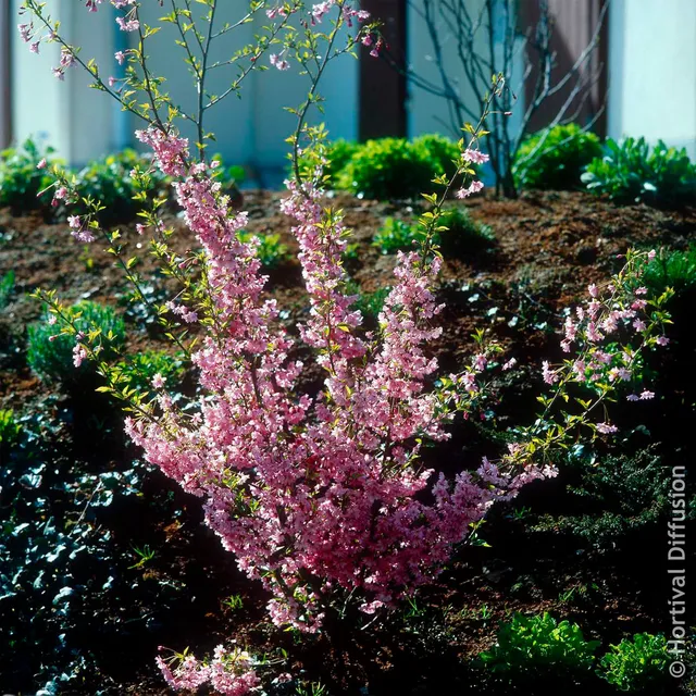 Bakker Fukubana cerisier du Japon pot 4,5L rose