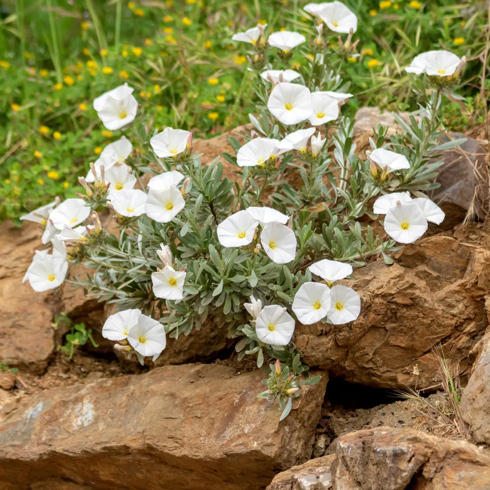 Bakker Convolvulus liseron Mauritanie blanc pot Ø9cm