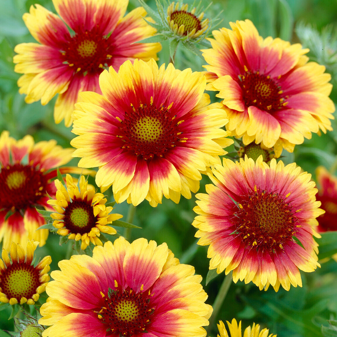 Bakker Gaillarde Kobold plante vivace 2 pots Ø9cm rouge et or