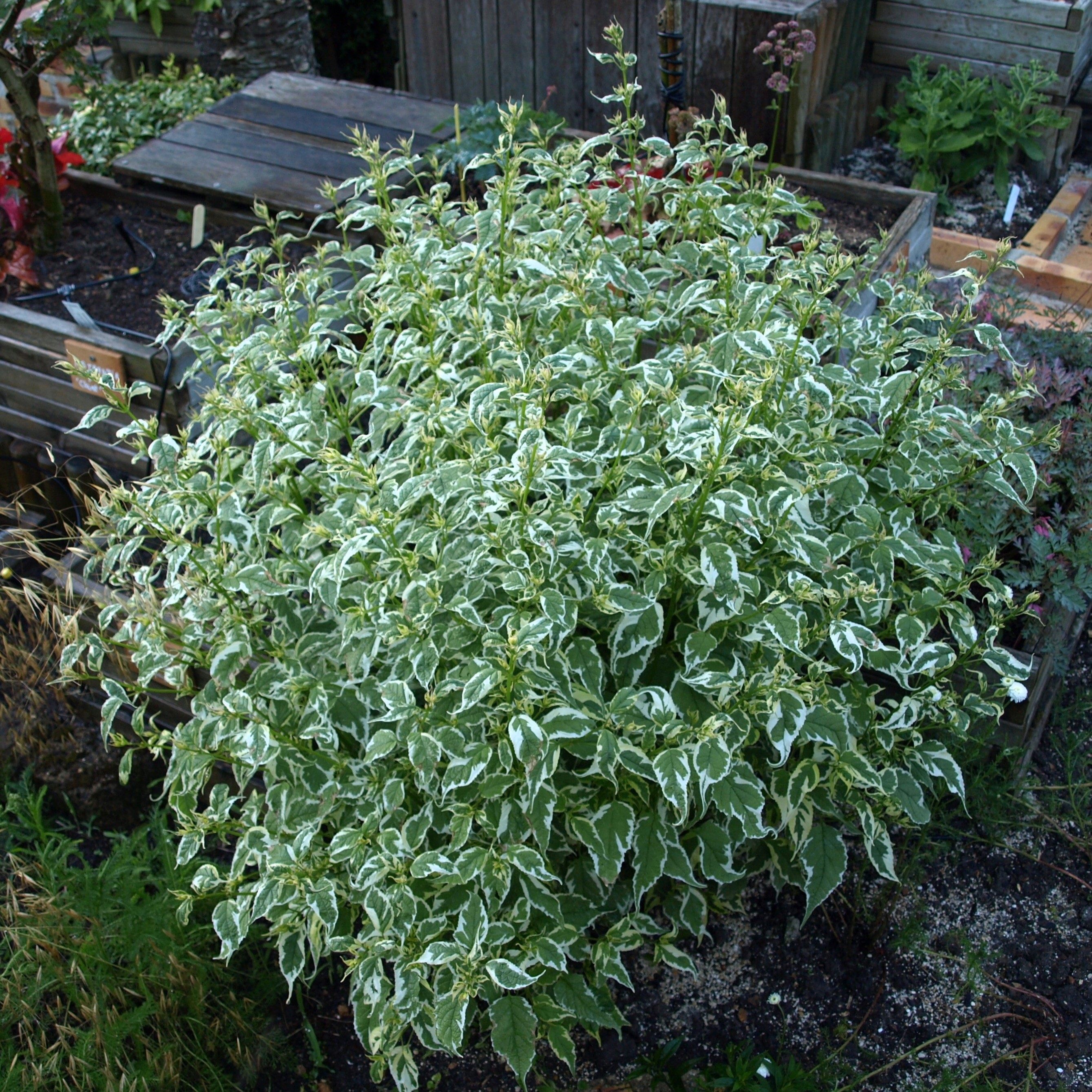 Passion Vivaces Caryopteris Snow Fairy plante pot 1L panaché bleu