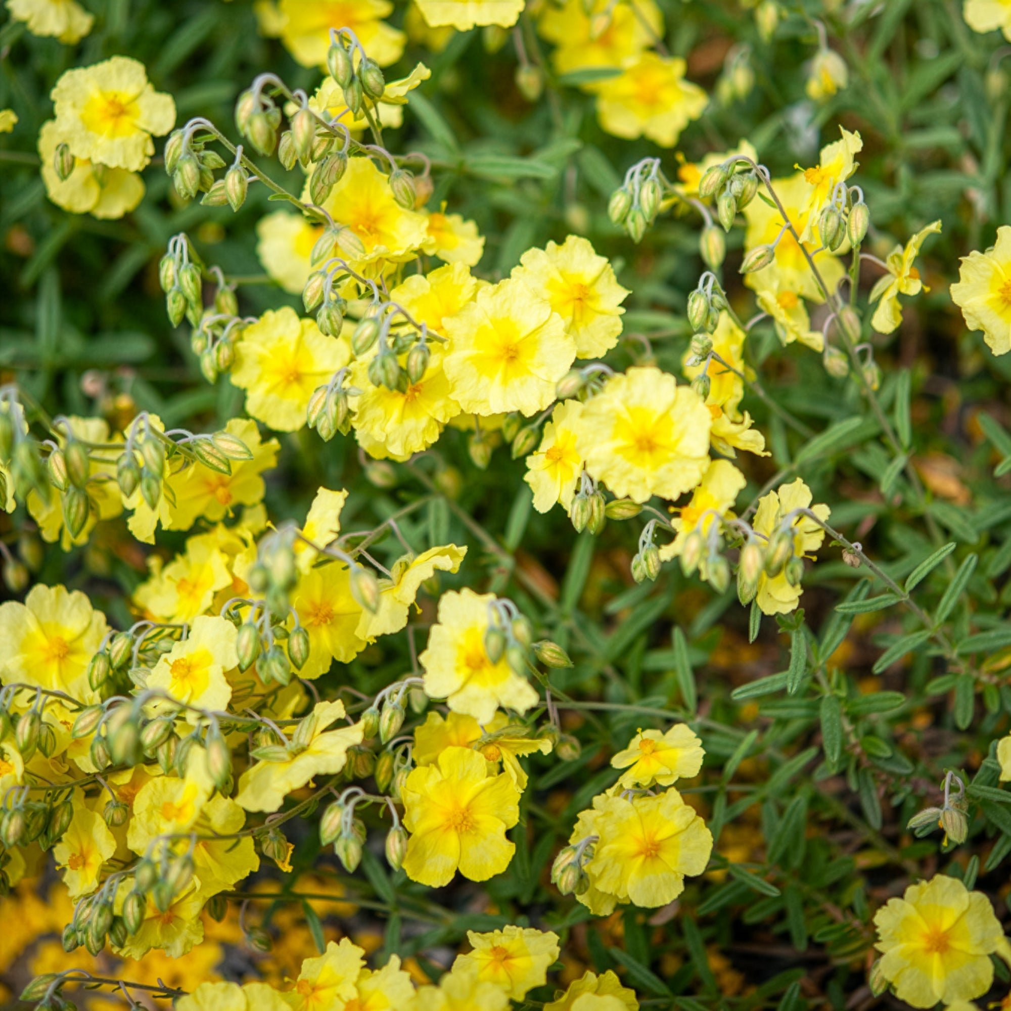Bakker Hélianthème Wisley Primrose vivace pot 8cm jaune