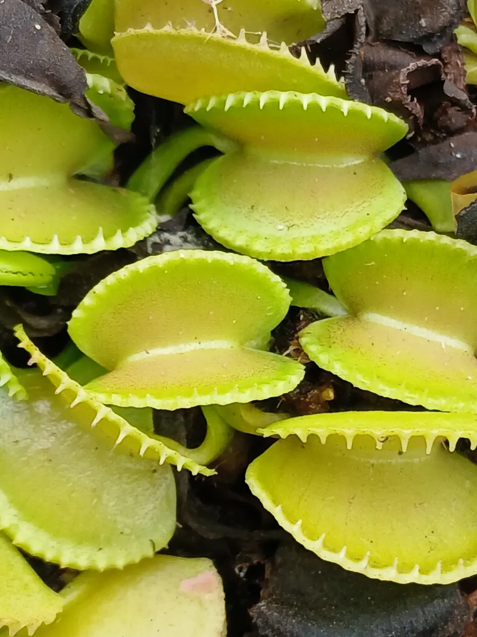 Carniflore Dionaea Green Wizard plante carnivore jaune pot 9 cm