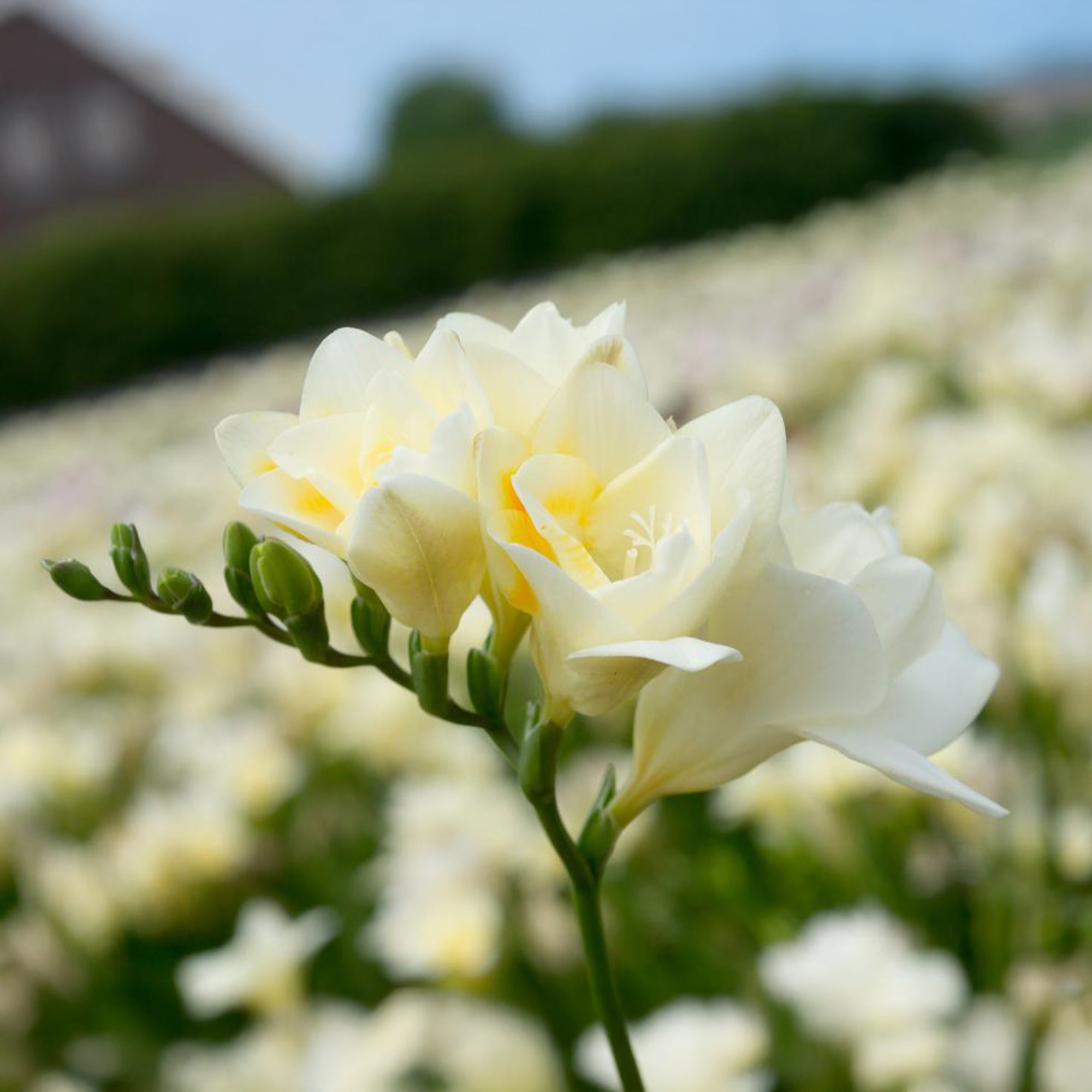 Bakker 25 Freesias doubles blancs bulbes sachet parfumés