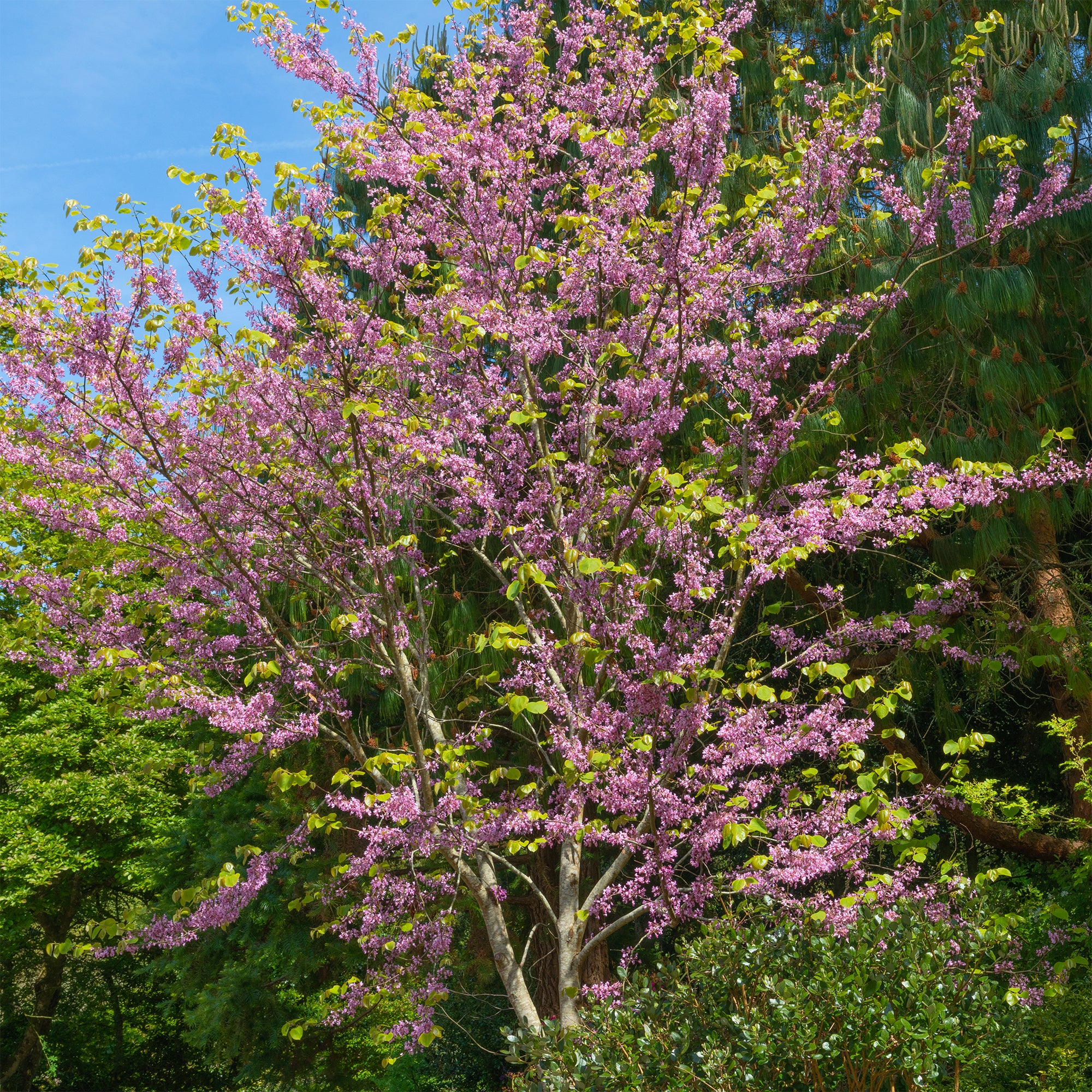 Bakker Gainier du Canada Cercis arbre pot 2L 60-80cm fleurs roses