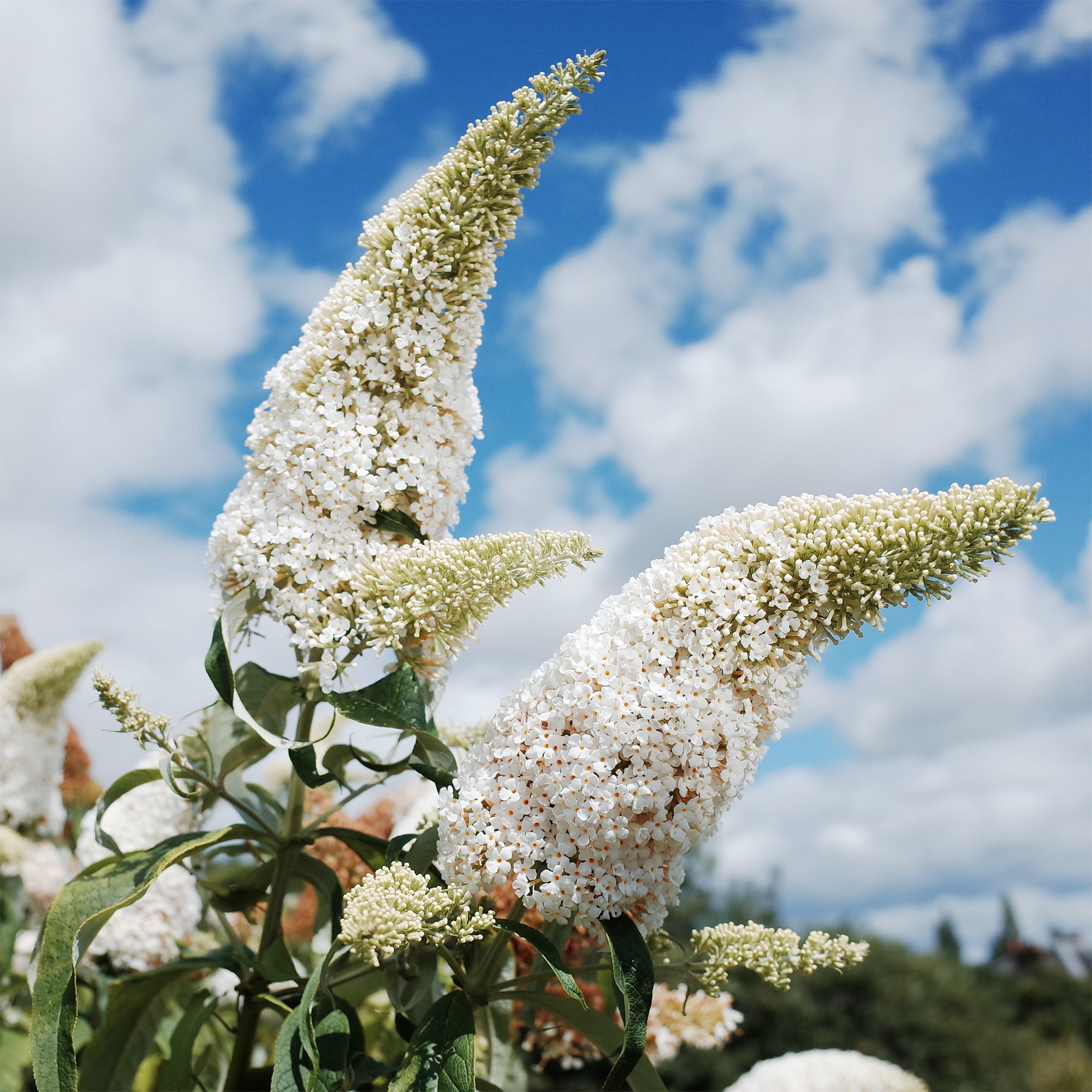 Bakker White Profusion arbre à papillons pot 2L 40-50cm