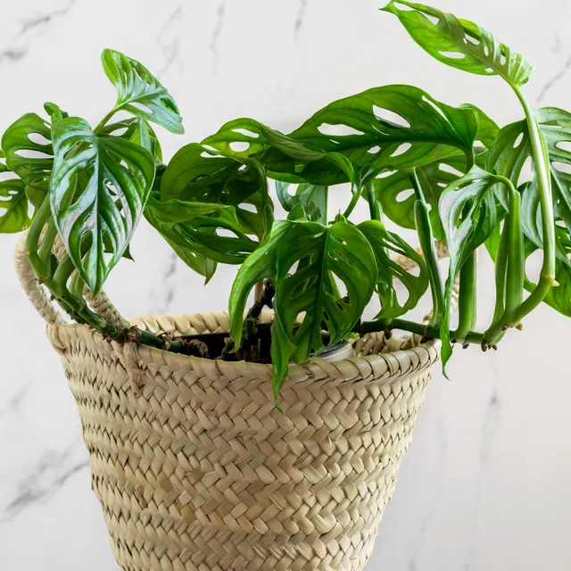 Bakker Plantes d'intérieur Monstera Monkey Mask pot Ø12cm verte