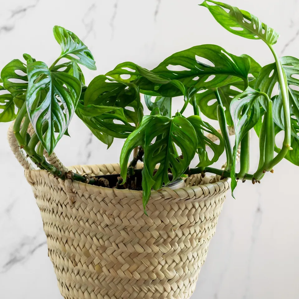 Bakker Plantes d'intérieur Monstera Monkey Mask pot Ø12cm verte