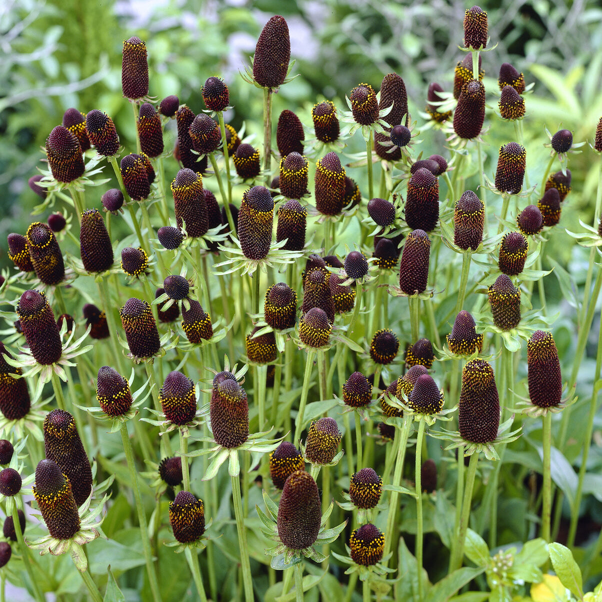 Bakker Plantes vivaces Rudbeckia Green Wizard pot brun
