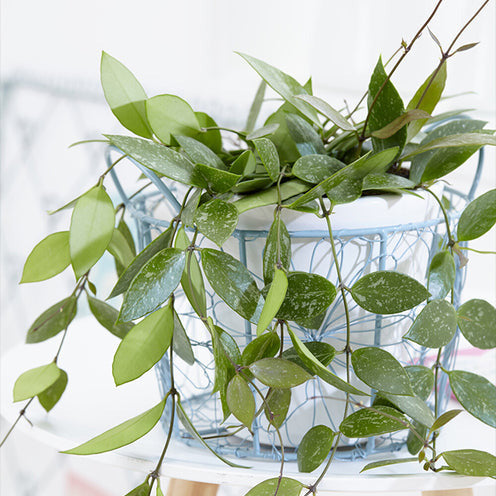 Bakker Gracilis hoya fleur de porcelaine pot Ø12cm