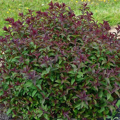 Bakker Spirée du Japon Merlo Green arbuste pot 8cm rose