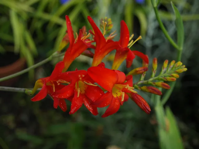 Passion Vivaces Crocosmia X Shocking plante vivace godet orange
