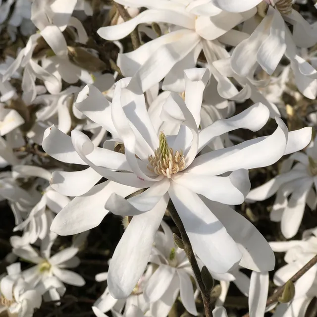Bakker Magnolia étoilé arbuste pot 2L 40-50cm blanc