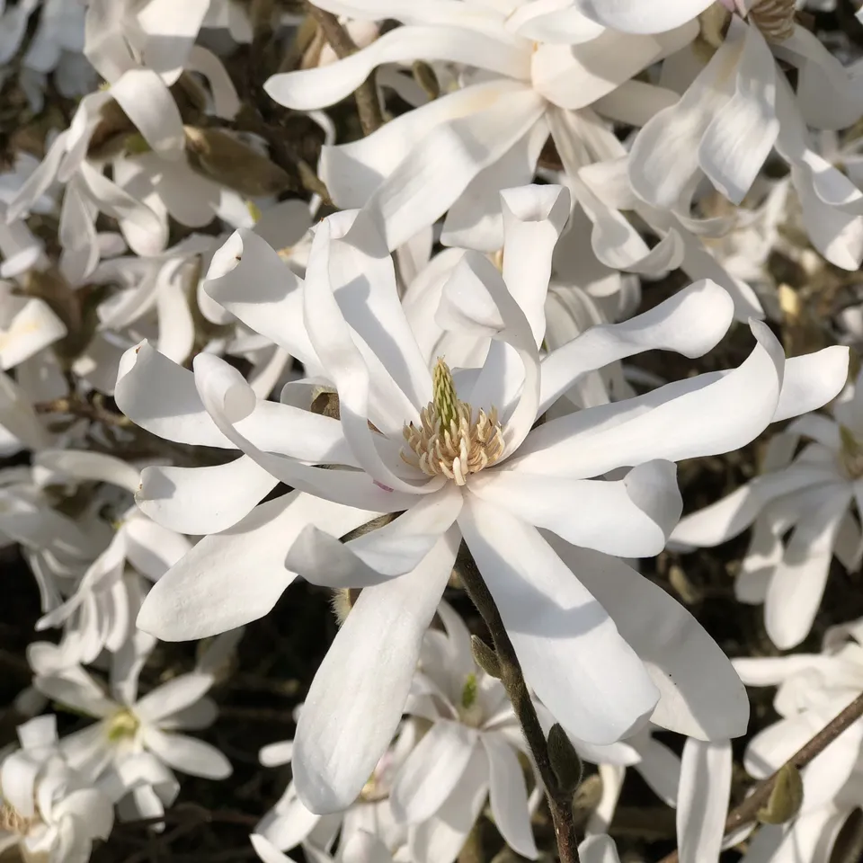 Bakker Magnolia étoilé arbuste pot 2L 40-50cm blanc
