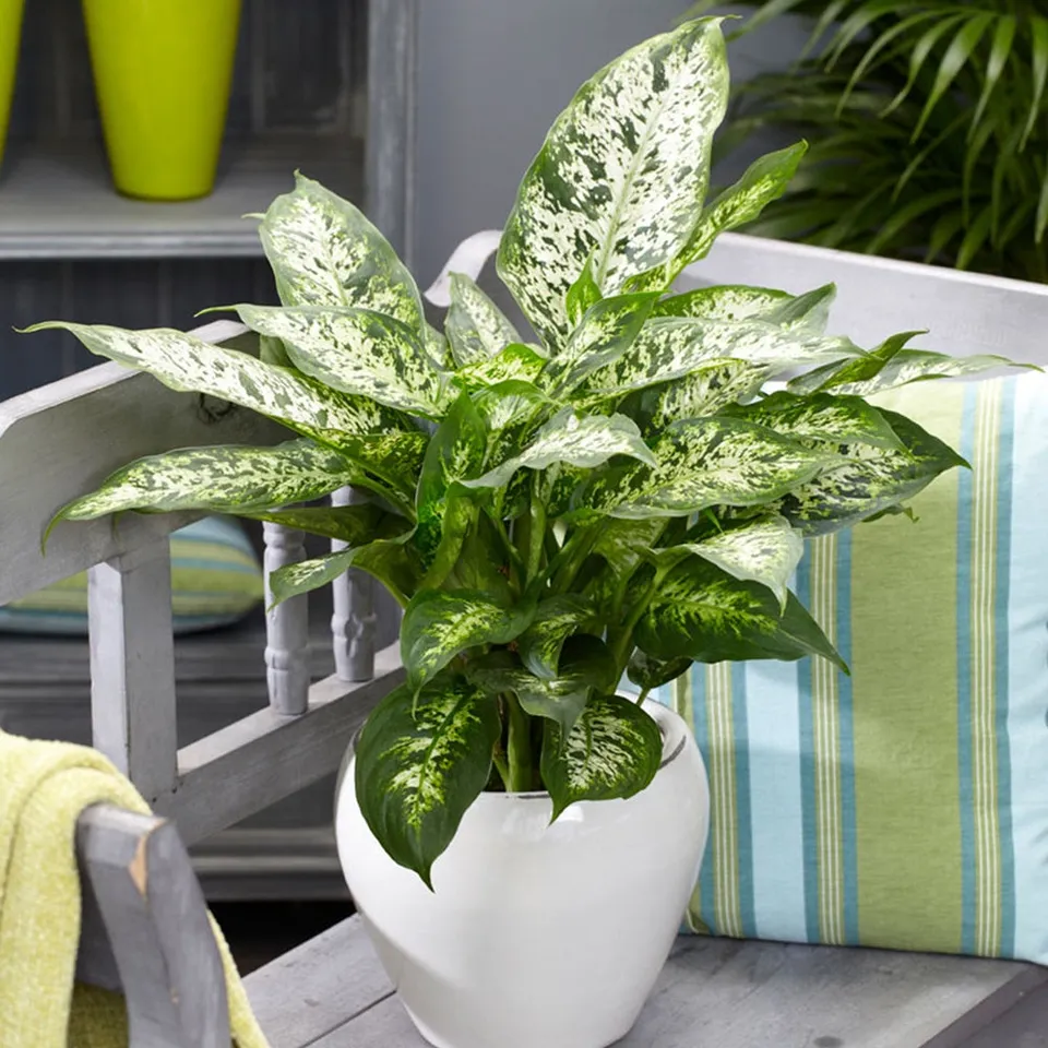 Bakker Plantes d'intérieur Dieffenbachia Compacta pot 12 cm
