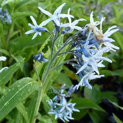 Bakker Étoile bleue Amsonia vivace pot Ø9cm fleur bleue