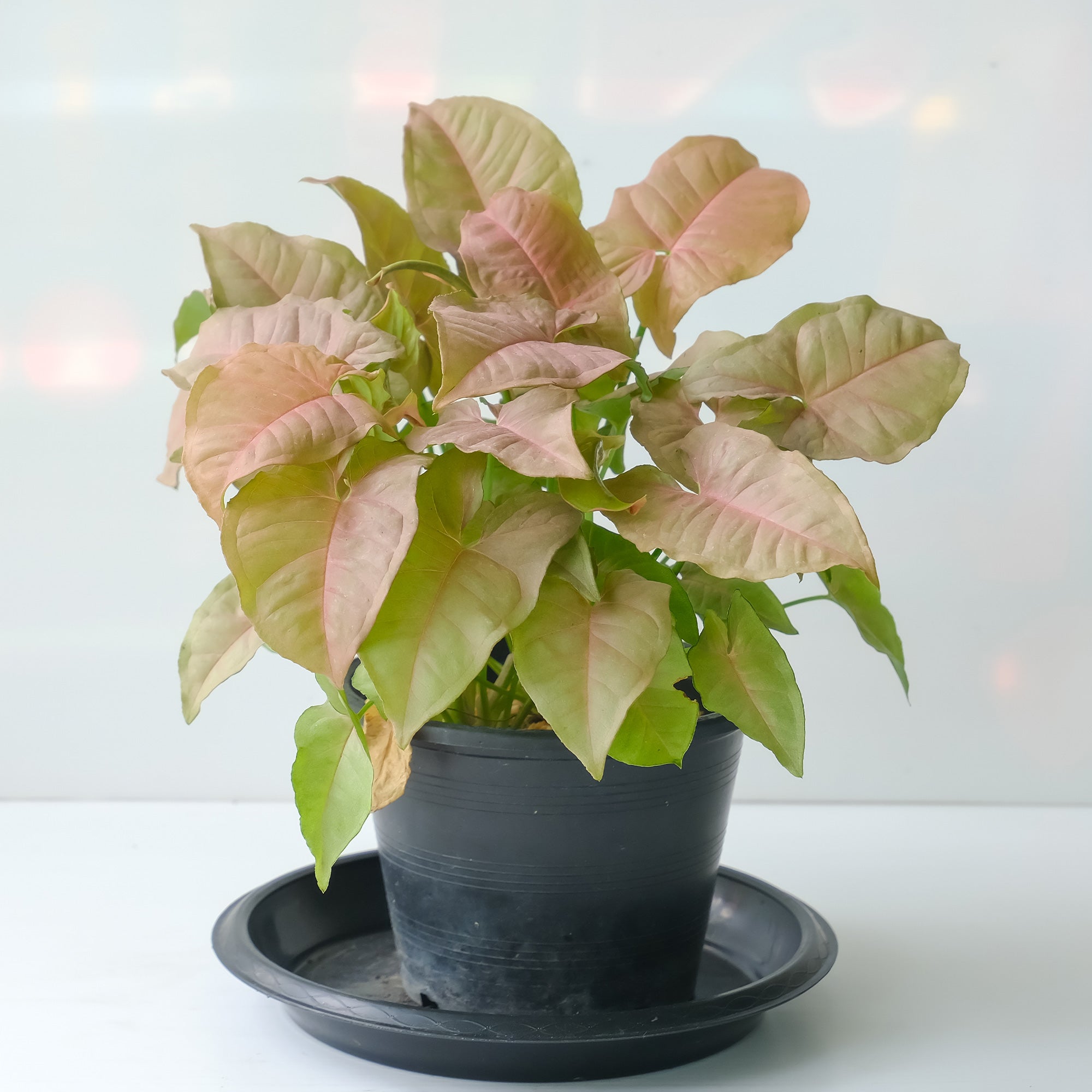 Bakker Syngonium Neon plante d'intérieur pot 12cm rose