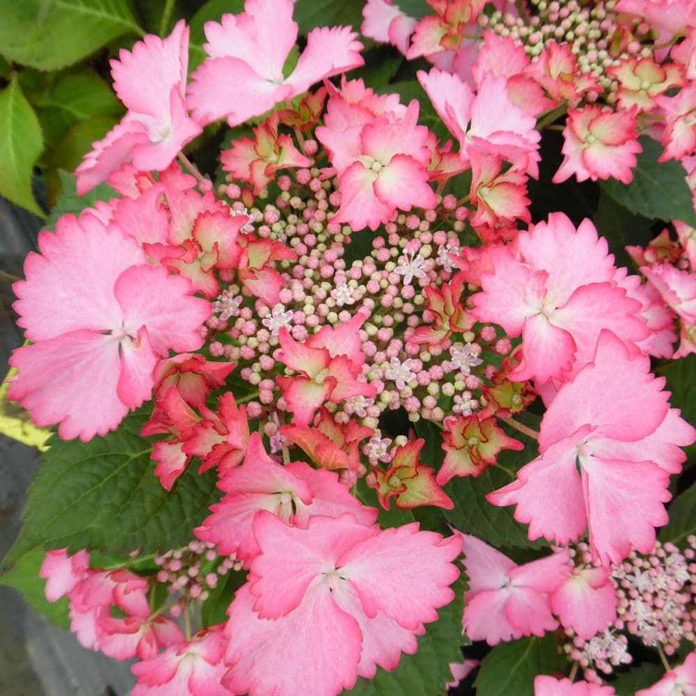 Les Hortensias du Haut Bois French Cancan hortensia plat godet