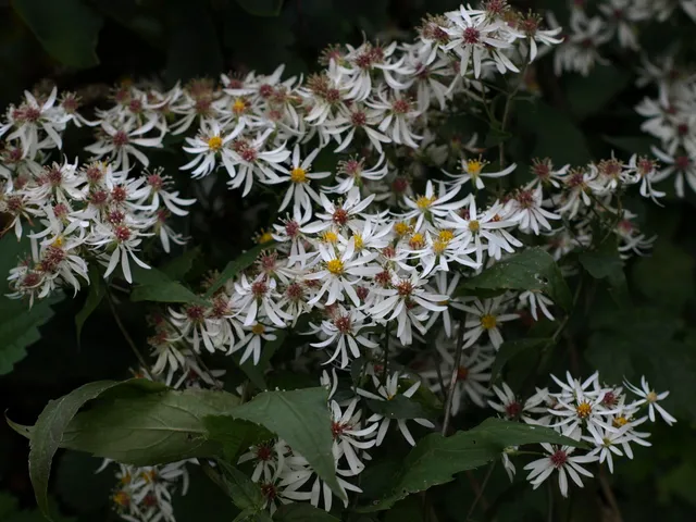 Passion Vivaces Aster divaricatus vivace godet blanc étoile