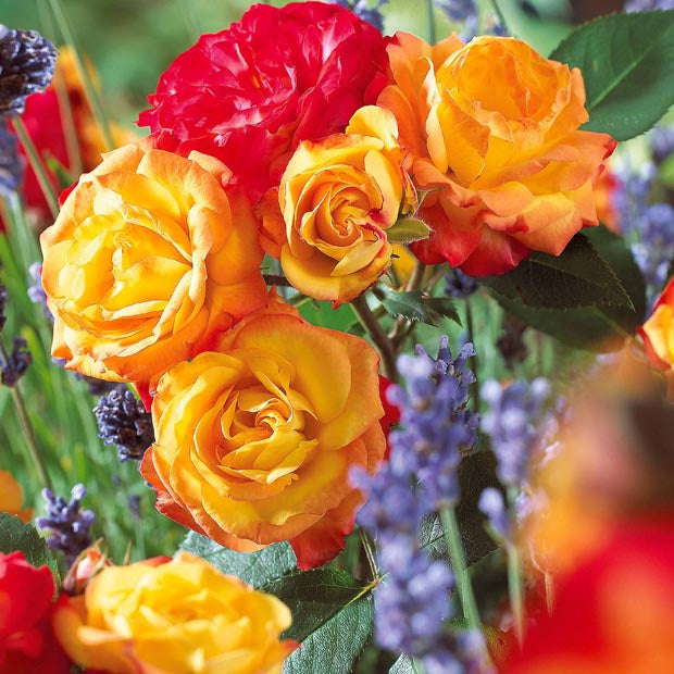 Bakker Rosiers Harlequin rosier paquet 15 racines nues orange