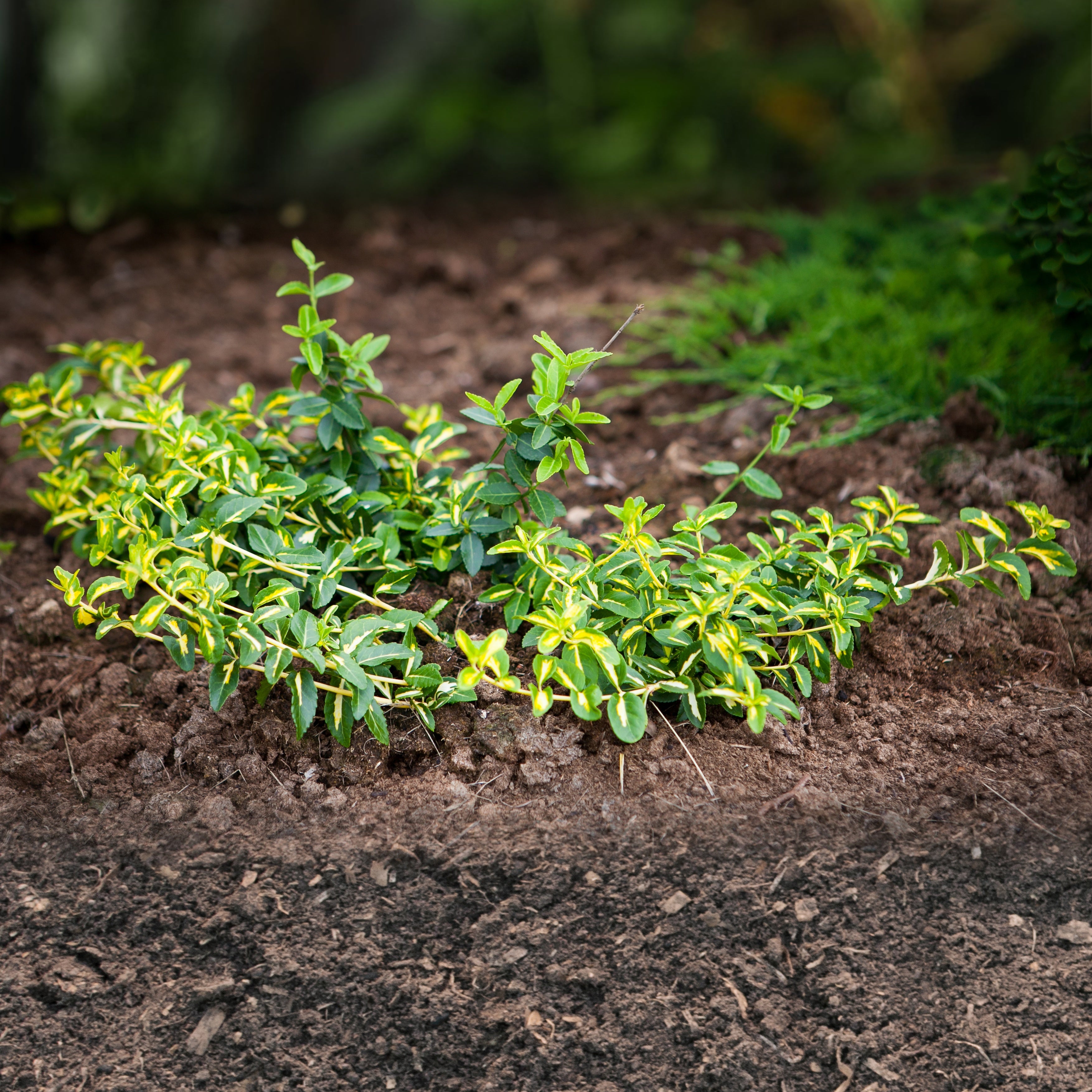 Bakker Sunspot fusain persistant pot 2L 15-20cm