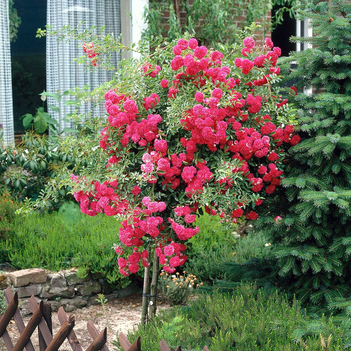 Bakker Rosier pleureur Excelsa tige 140cm rose