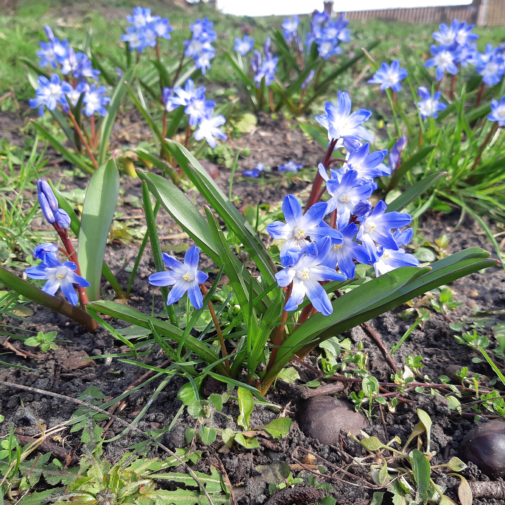 Bakker Gloire des neiges bleue 10 bulbes Blue Giant mars
