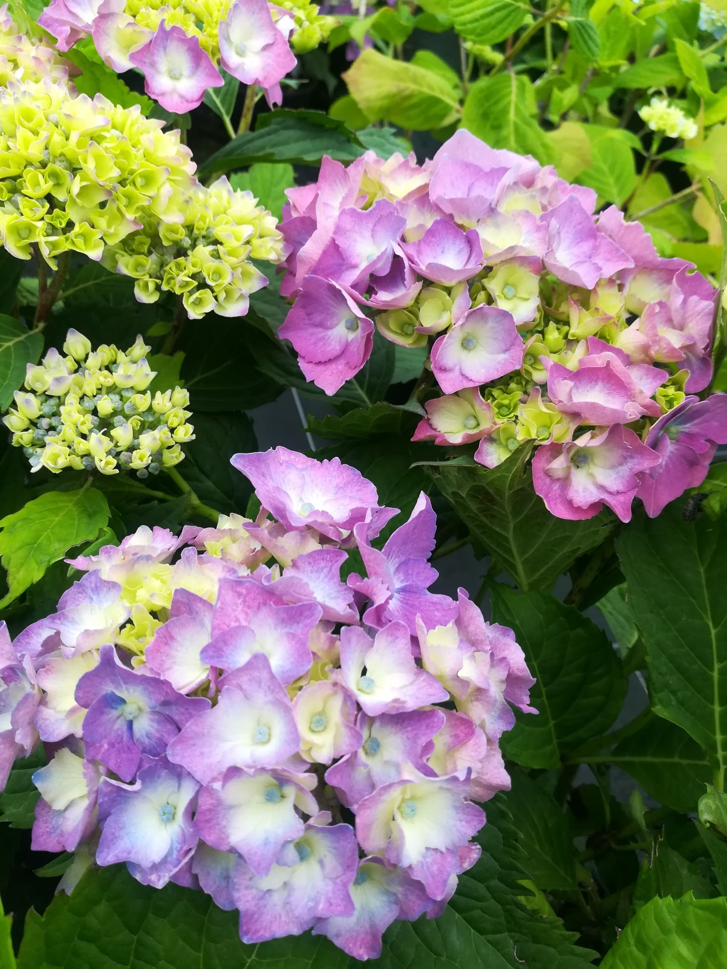 Les Hortensias du Haut Bois Admiration hortensia fleurs rondes