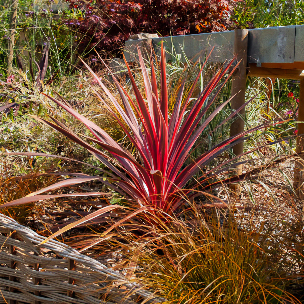 Bakker Cordyline australis Pink Passion pot Ø9cm soleil