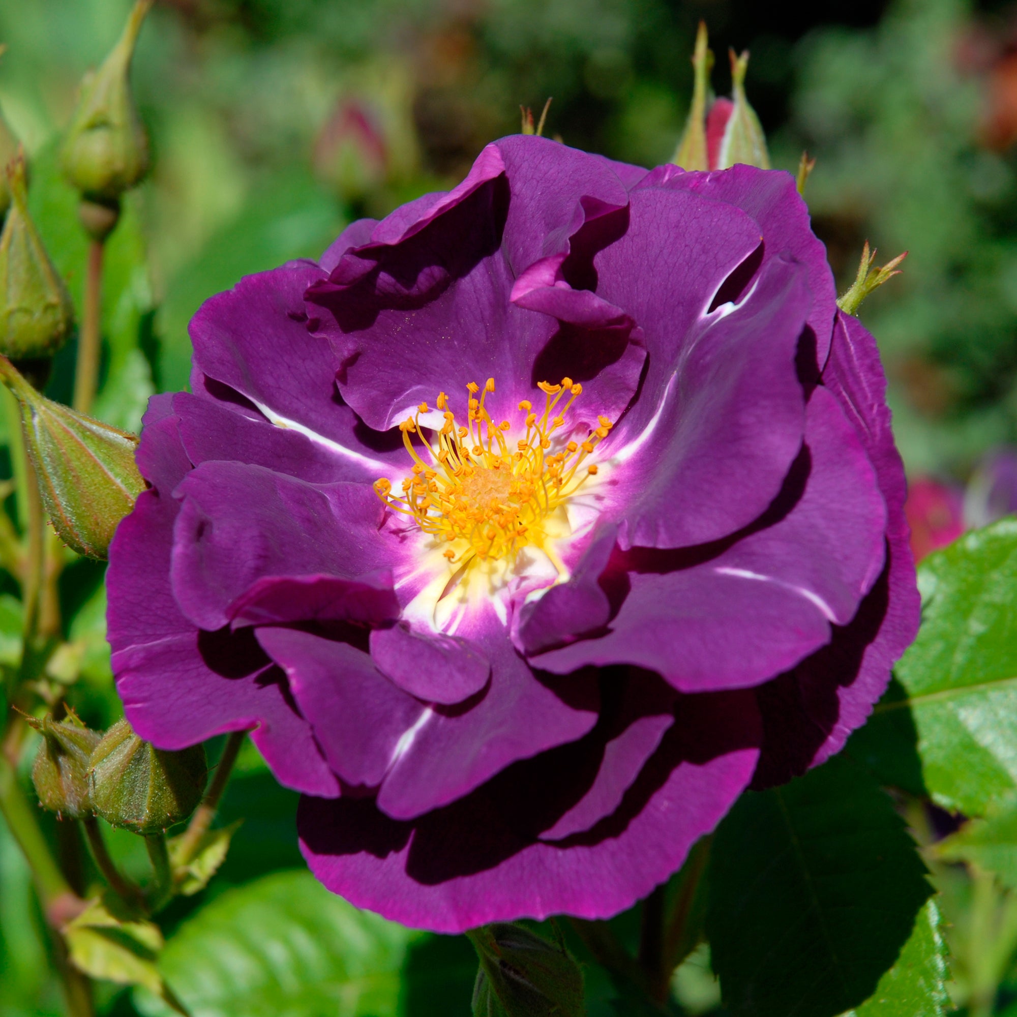 Bakker Rosier Rhapsody in Blue buisson violet pot 4 L
