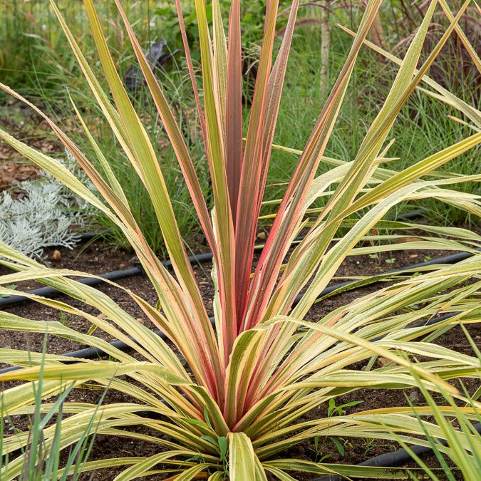 Bakker Can Can cordyline australe pot Ø9cm rose