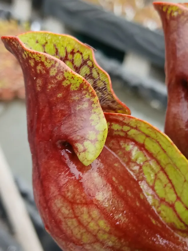 Carniflore Sarracenia purpurea purpurea Monroe plante carnivore 1 point