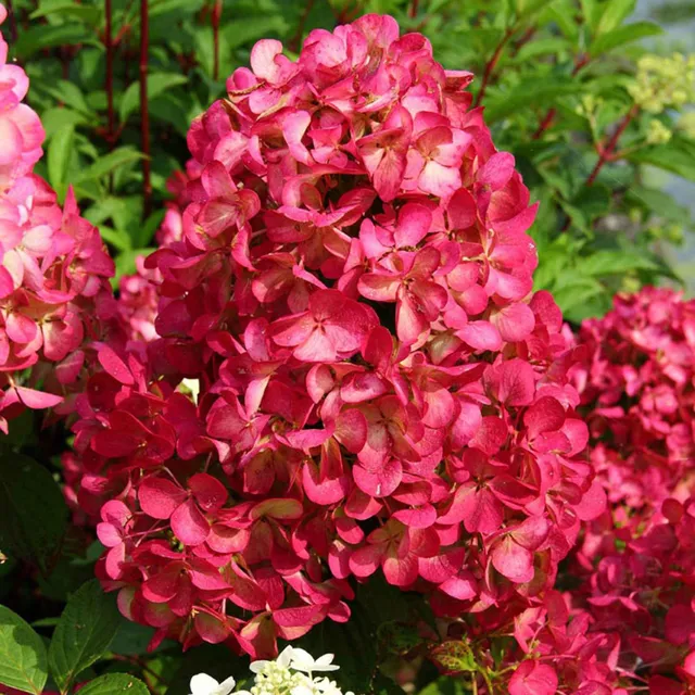 Bakker Hortensia Diamant Rouge Rendia pot 1,3L fuchsia
