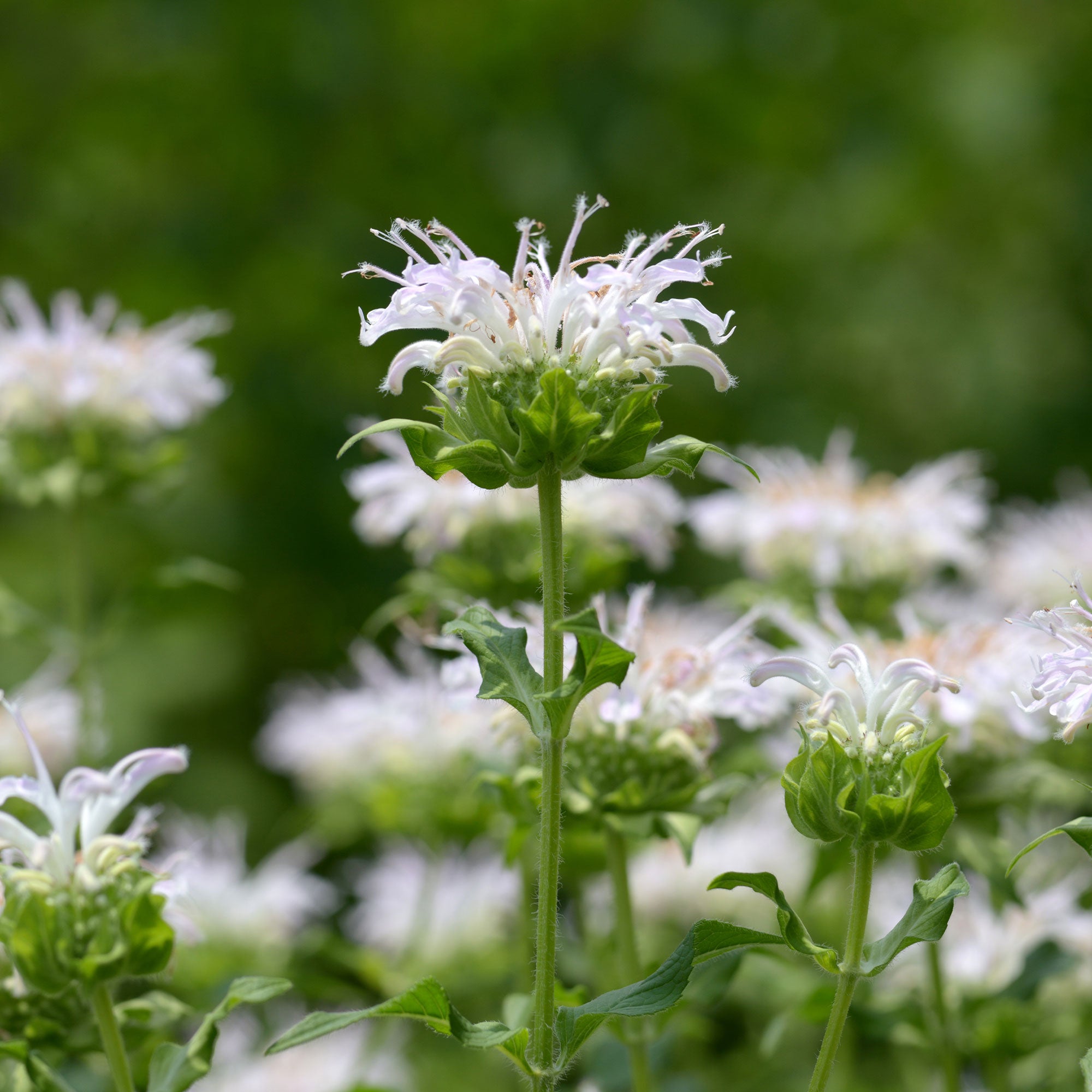Bakker Plantes vivaces Monarde Schneewittchen plante pot Ø9cm