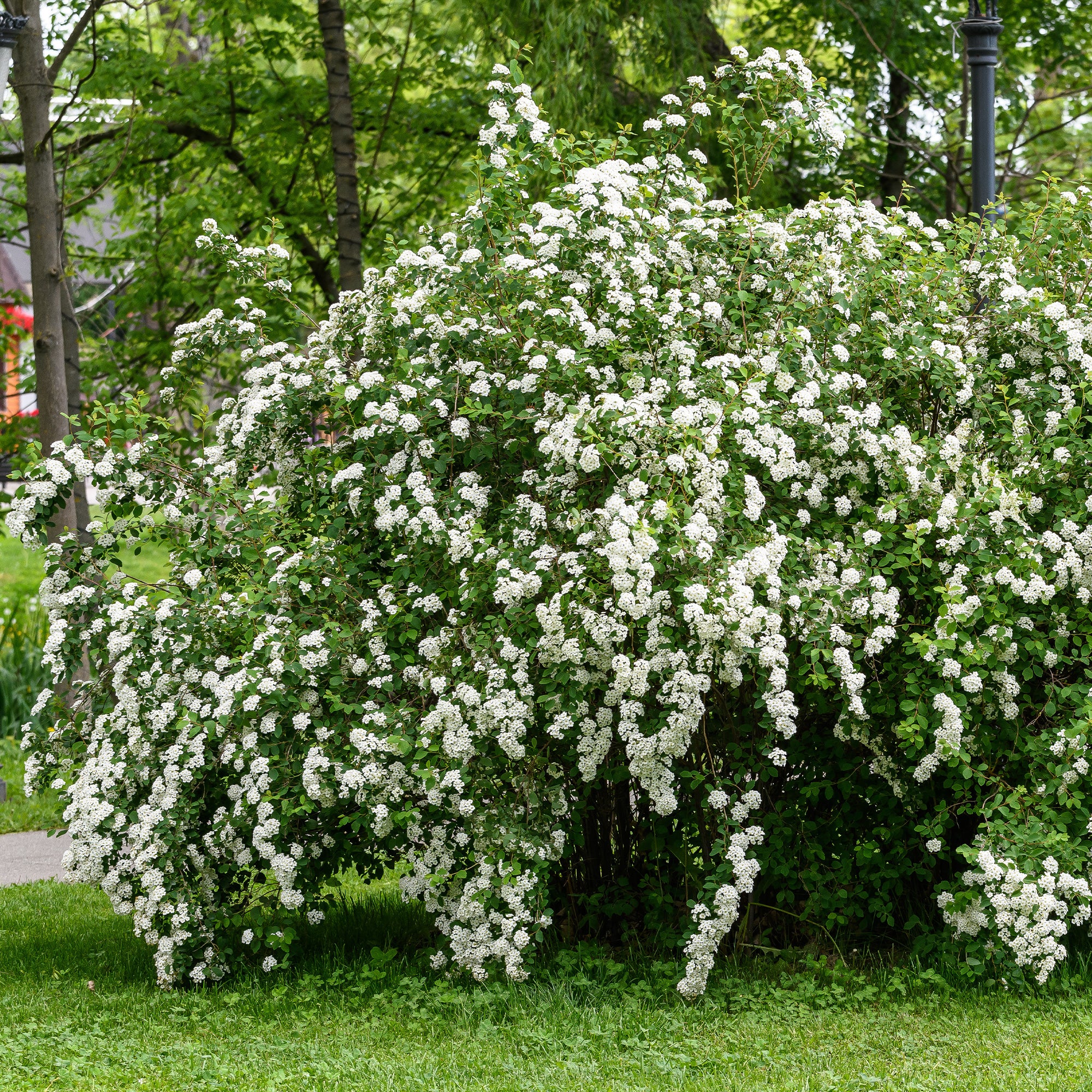Bakker Spirée du Japon Snowmound arbuste pot 1,5L