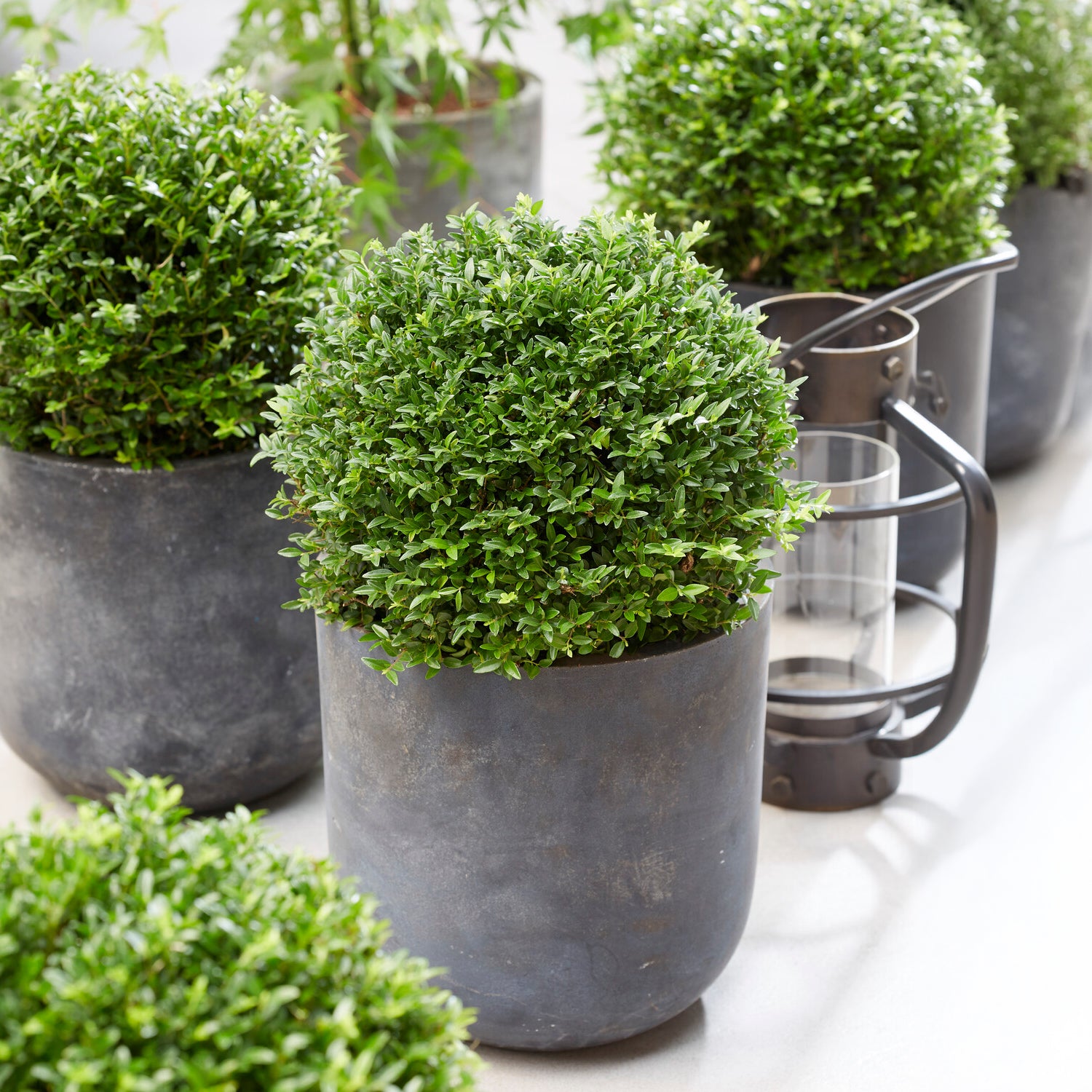 Bakker Green Breeze Chèvrefeuille arbustif pot 4.5L haie