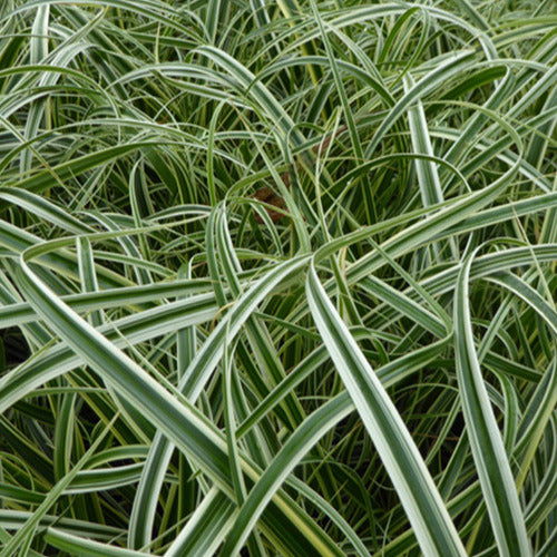 Bakker Feather Falls carex plante pot 9cm persistant